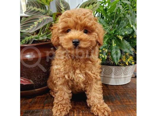 Sağlik Ve Irk Garanti̇li̇ Red Toy Poodle Yavrularimiz