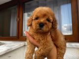 Sağlık Ve Irk Garantili Poodle Yavrularımız