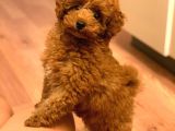 Sağlik Ve Irk Garanti̇li̇ Red Brown Toy Poodle Yavrularimiz