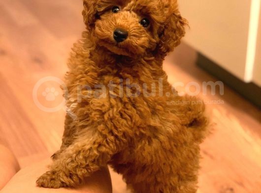 Sağlik Ve Irk Garanti̇li̇ Red Brown Toy Poodle Yavrularimiz görsel