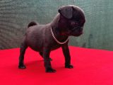 Dişi Siyah Pug Yavrumuz Yeni Ailesini Bekliyor
