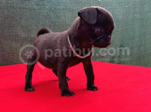 Dişi Siyah Pug Yavrumuz Yeni Ailesini Bekliyor