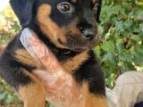 Rottweiler Yavrumuz