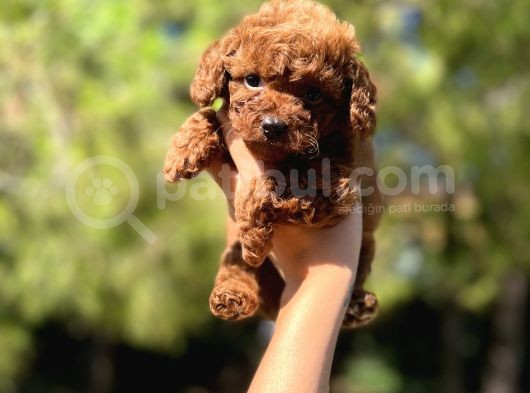 Sağlik Garanti̇li̇ Toy Poodle Yavrular görsel