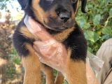 Rottweiler Yavrumuz