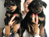 Yavru Rottweiler
