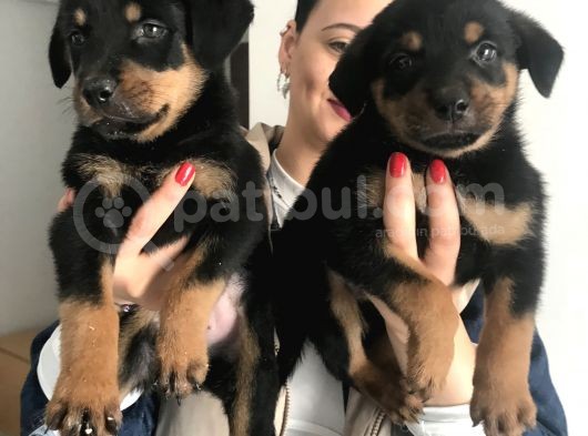 Yavru Rottweiler görsel