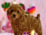 Red Dişi Toy Poodle Bebeği̇mi̇z