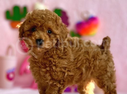 Red Dişi Toy Poodle Bebeği̇mi̇z