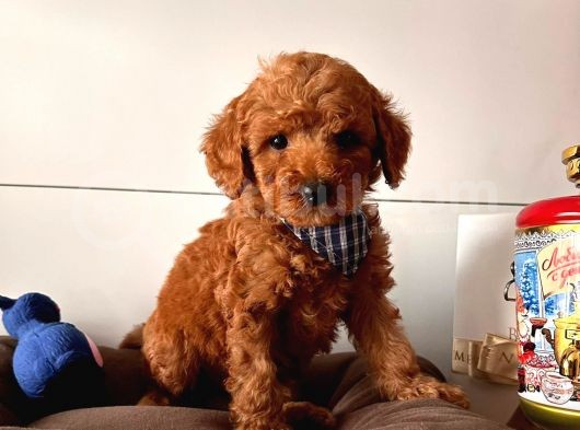 Safkan Toy Poodle Yavrularımız görsel