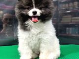 ❤️  2.5 Aylık Erkek Pomeranian Yavrumuz