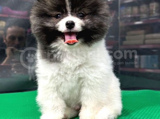 ❤️  2.5 Aylık Erkek Pomeranian Yavrumuz