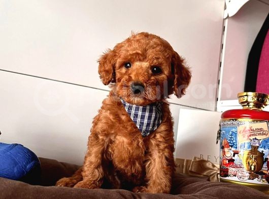 Safkan Toy Poodle Yavrularımız