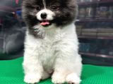 ❤️  2.5 Aylık Erkek Pomeranian Yavrumuz