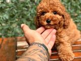 Mi̇ni̇ Toy Poodle Bebekler