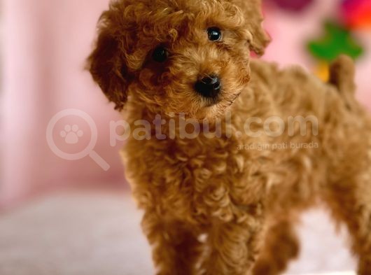 Red Dişi Toy Poodle Bebeği̇mi̇z görsel