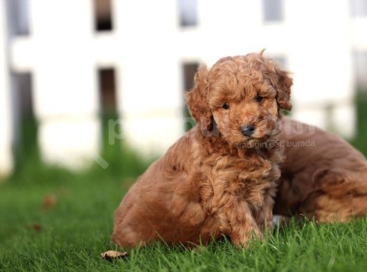 Sağlik Ve Irk Garanti̇li̇ Red Brown Toy Poodle Yavrularimiz görsel
