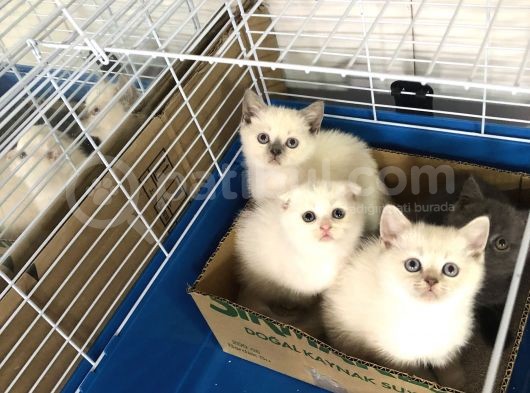 Bri̇ti̇sh Shorthai̇r Yavrularimiz Gelmi̇şti̇r görsel