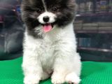 ❤️  2.5 Aylık Erkek Pomeranian Yavrumuz