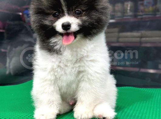 ❤️  2.5 Aylık Erkek Pomeranian Yavrumuz görsel