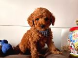 Orji̇nal Toy Poodle Yavrular