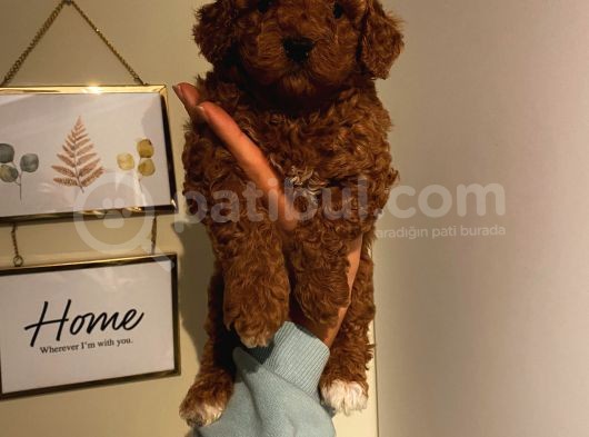 Ev Ortamında Büyüyen Poodle Yavrularımız görsel