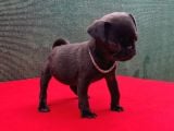 Dişi Siyah Pug Yavrumuz Yeni Ailesini Bekliyor