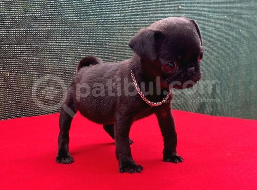 Dişi Siyah Pug Yavrumuz Yeni Ailesini Bekliyor görsel