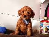 Orji̇nal Toy Poodle Yavrular