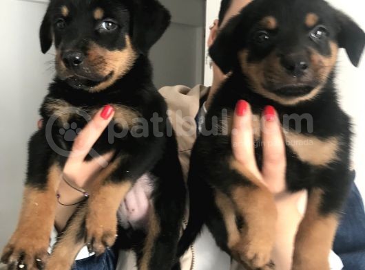 Yavru Rottweiler