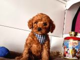 Orji̇nal Toy Poodle Yavrular