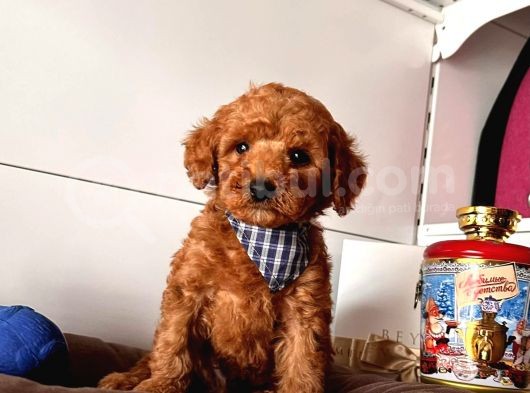 Orji̇nal Toy Poodle Yavrular görsel
