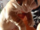 Show Kalite İngiliz Bulldog Bebekler