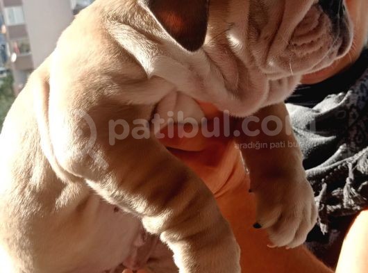 Show Kalite İngiliz Bulldog Bebekler görsel