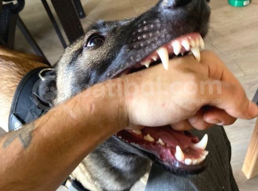 Koruma Ve Spor Köpeği Belçika Kurdu görsel
