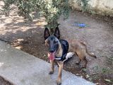 Koruma ve Spor Köpeği Belçika Kurdu