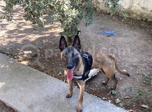 Koruma Ve Spor Köpeği Belçika Kurdu