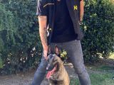 Koruma Ve Spor Köpeği Belçika Kurdu