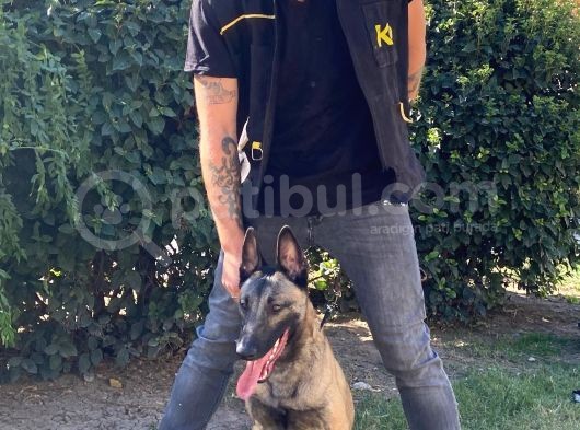 Koruma Ve Spor Köpeği Belçika Kurdu görsel