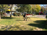 Koruma Ve Spor Köpeği Belçika Kurdu