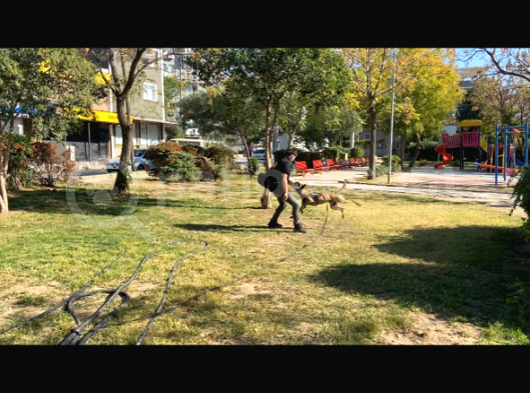 Koruma Ve Spor Köpeği Belçika Kurdu görsel