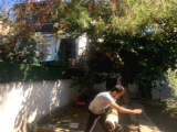 Koruma Ve Spor Köpeği Belçika Kurdu