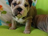Show Kalite İngiliz Bulldog Bebekler