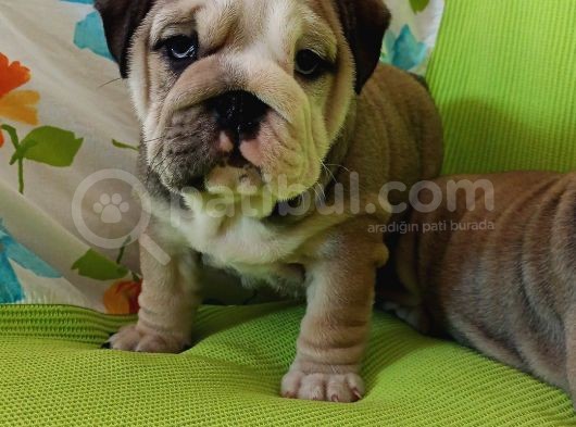 Show Kalite İngiliz Bulldog Bebekler görsel