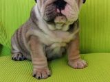 Show Kalite İngiliz Bulldog Bebekler