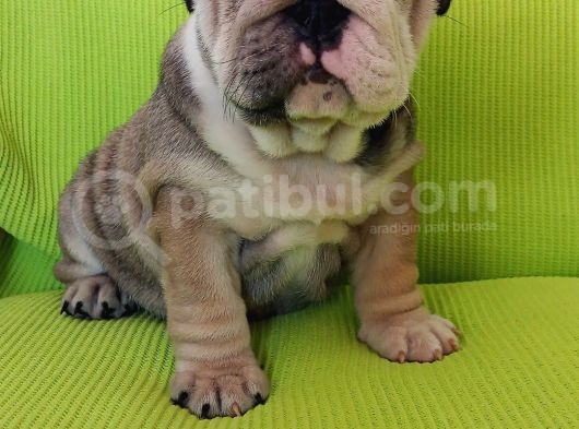 Show Kalite İngiliz Bulldog Bebekler