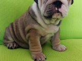 Show Kalite İngiliz Bulldog Bebekler