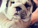 Show Kalite İngiliz Bulldog Bebekler