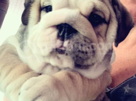 Show Kalite İngiliz Bulldog Bebekler görsel