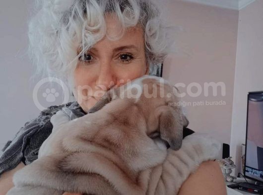 Show Kalite İngiliz Bulldog Bebekler görsel